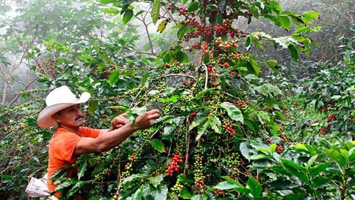 Complete Guide to Honduran Coffee Regions and Processing Methods: Flavor Analysis from Copán to Paraiso and Pour Over Guide for Sherry Lichee Lan
