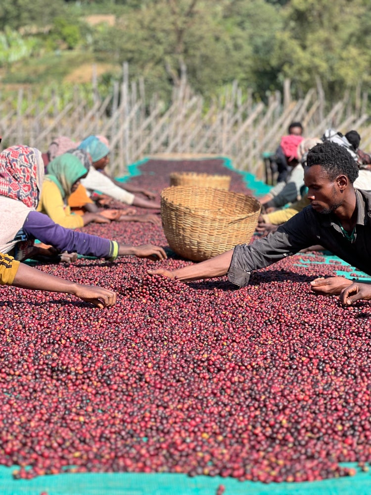 Analysis of Ethiopian Yirgacheffe Huakui Coffee Bean Variety and Full Guide to Pour Over & Moka Pot Brewing