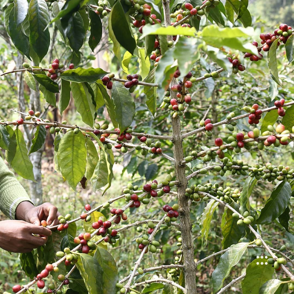Complete Guide to Indonesian Mandheling: Wet-Hulled Process, Regional Flavors, and Optimal Pour Over Parameters