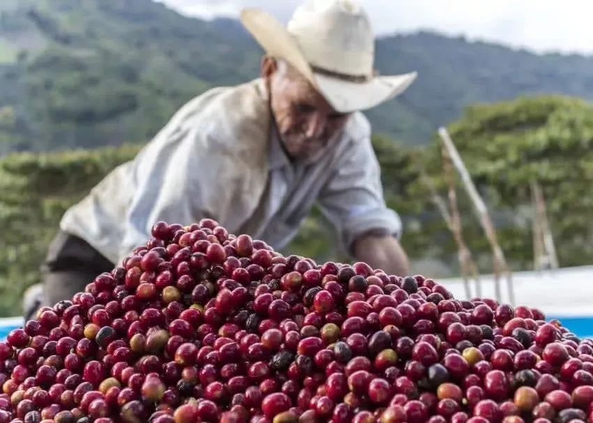 A Complete Guide to Honduran Specialty Coffee: Regions, Varieties, Flavor Profiles, and Pour Over Recommendations
