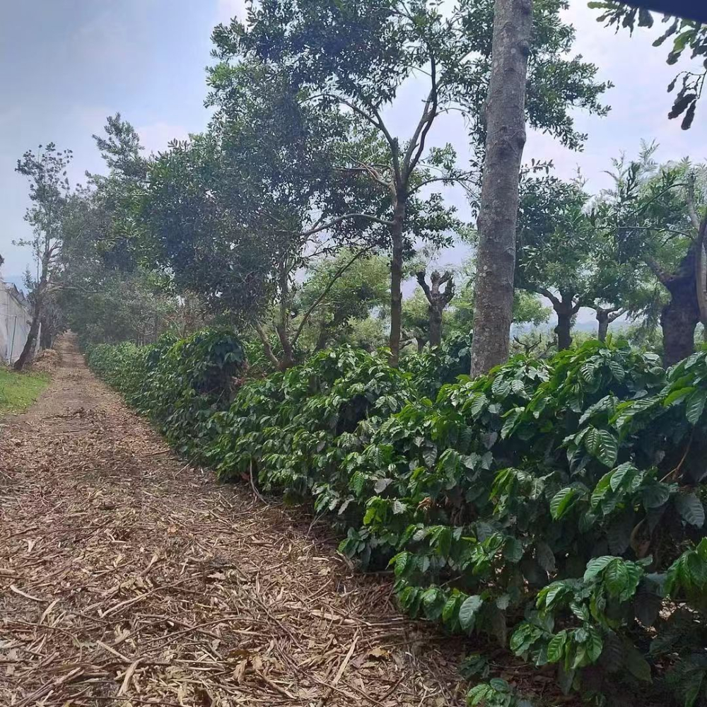 Flavor Analysis of Guatemalan Antigua & Huehuetenango Washed Beans | Coffee Beginner's Guide