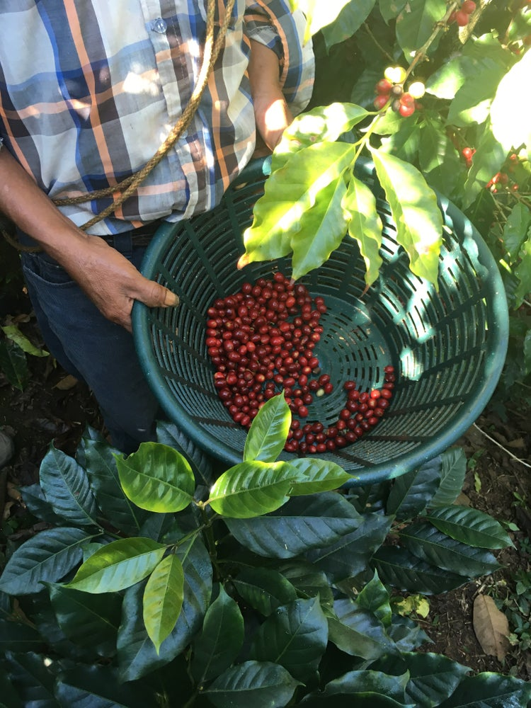 How to Brew Guatemala Antigua Coffee? Pour Over Parameters and Flavor Profile of the Flos Dei Beans Grown in Volcanic Soil