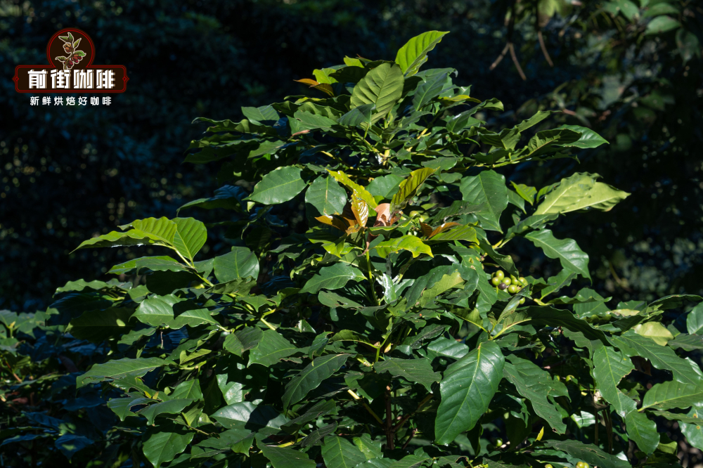 Yunnan Catimor Coffee Flavor Profile & Specialty Challenges: The Role of Washed Processing & High Altitude