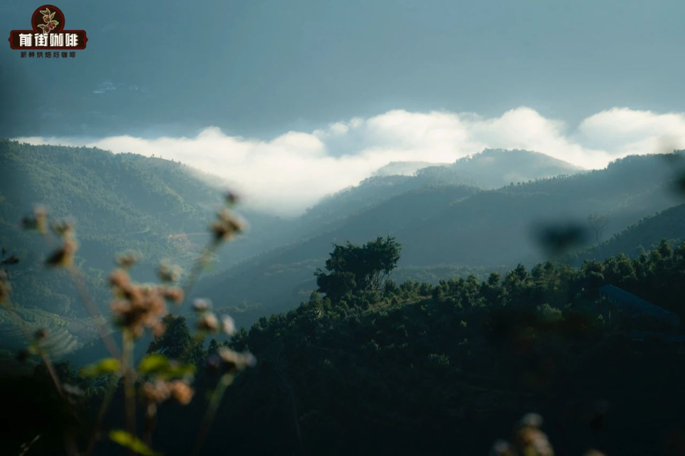 Are Yunnan coffee beans suitable for making lattes? A full flavor analysis of Starbucks Reserve beans and minor varieties