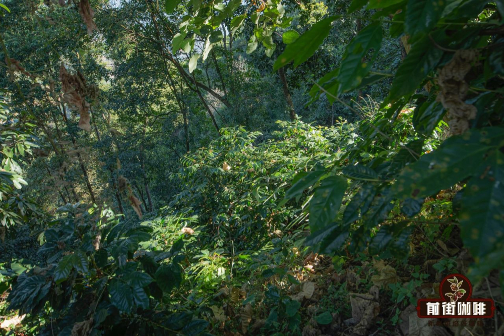 A Complete Guide to Yunnan Typica Coffee Varieties | Flavor Characteristics and Pour Over Brewing Practical Guide