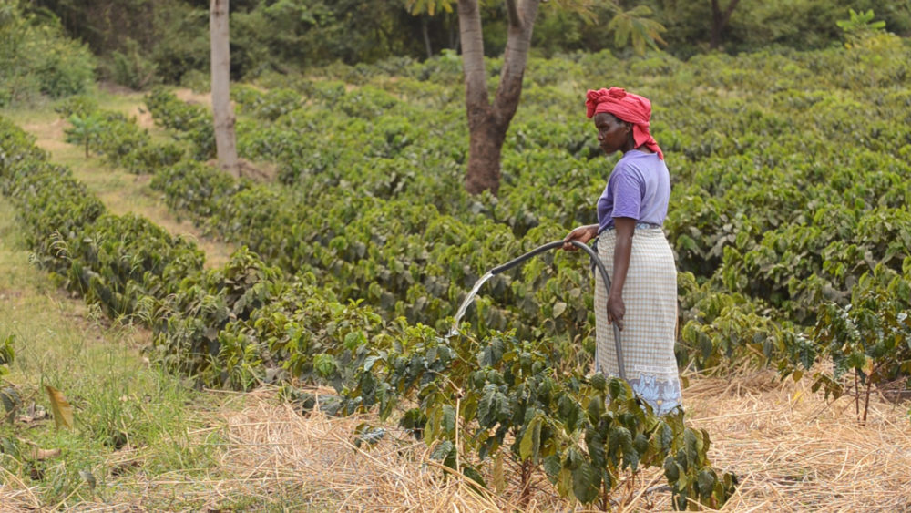 Complete Pour Over Guide to Tanzanian Kilimanjaro AA Typica: Flavor Profile & Optimal Extraction Parameters
