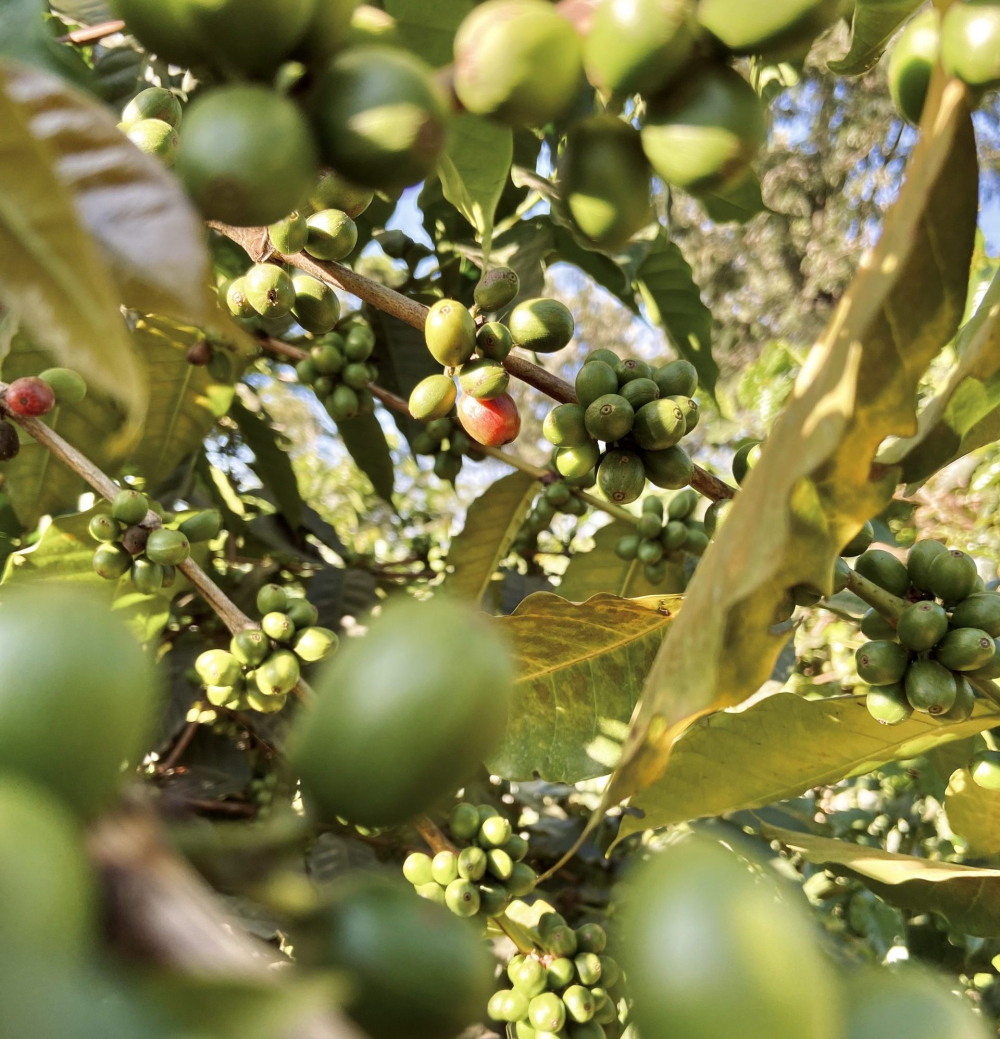 Complete Pour Over Guide to Tanzanian Kilimanjaro AA Typica: Flavor Profile & Optimal Extraction Parameters