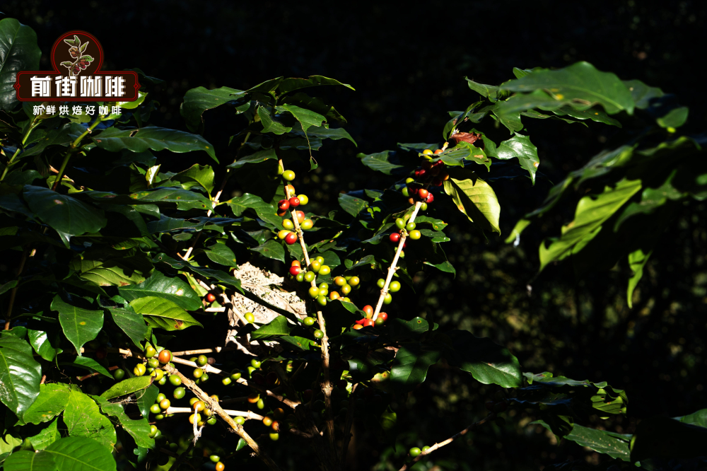 Complete Pour Over Guide to Tanzanian Kilimanjaro AA Typica: Flavor Profile & Optimal Extraction Parameters
