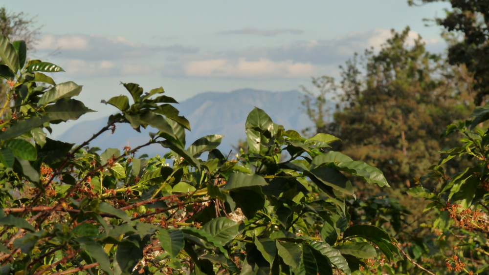 Complete Guide to Tanzanian Coffee Regions and Flavors: Choosing Coffee Beans from Highlands to Lowlands