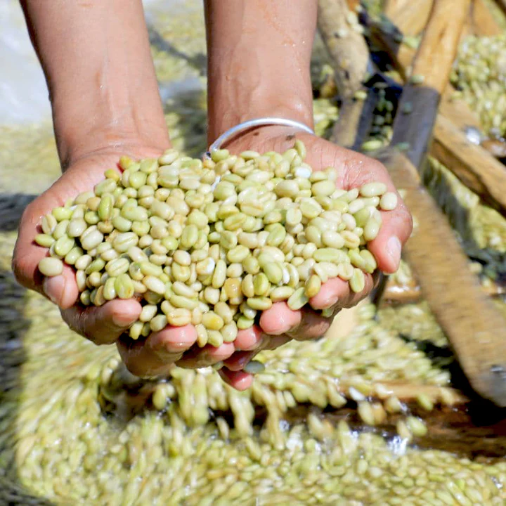 How to Choose Yirgacheffe Coffee Beans? A Complete Guide to Flavor Profiles, Processing Methods, and Pour Over Parameters