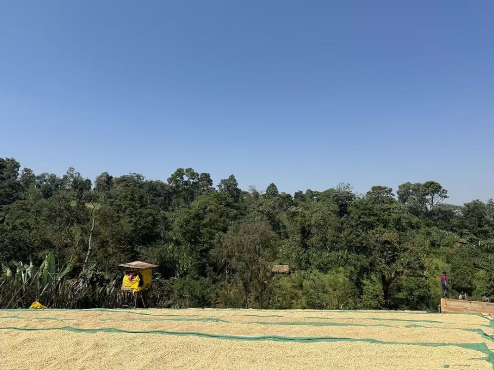 Complete Guide to Pour Over of Yirgacheffe: Detailed Explanation of Region Classification, Bean Variety Characteristics, and Golden Extraction Parameters