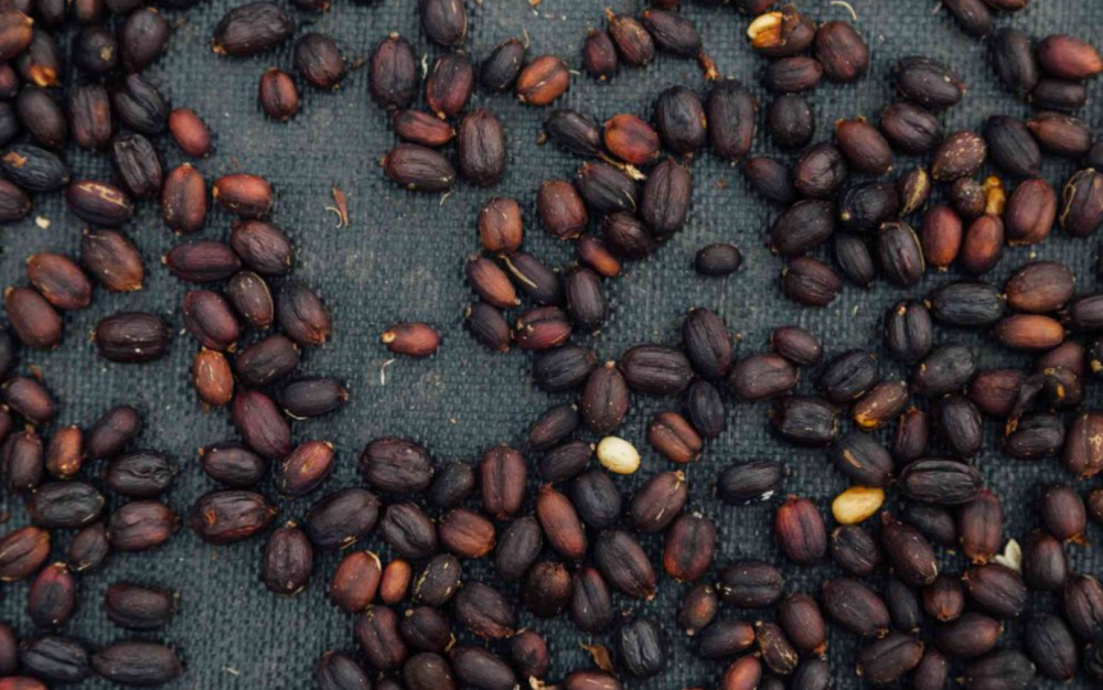 Colombian Chiroso Coffee Beans: The Flavor Secrets and Variety Origins of the BOP High-Price Champion