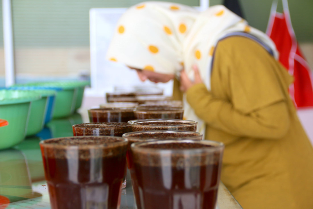 The Ultimate Guide to Sumatra Mandheling Coffee: Regions, Wet-Hulling Process, and Pour Over Parameters