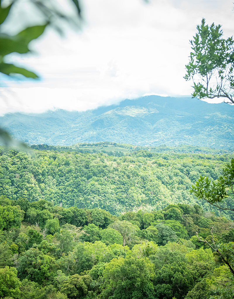 A Comprehensive Guide to the Eight Major Coffee Regions in Latin America | Flavors, Processing Methods, and Pour Over Parameters