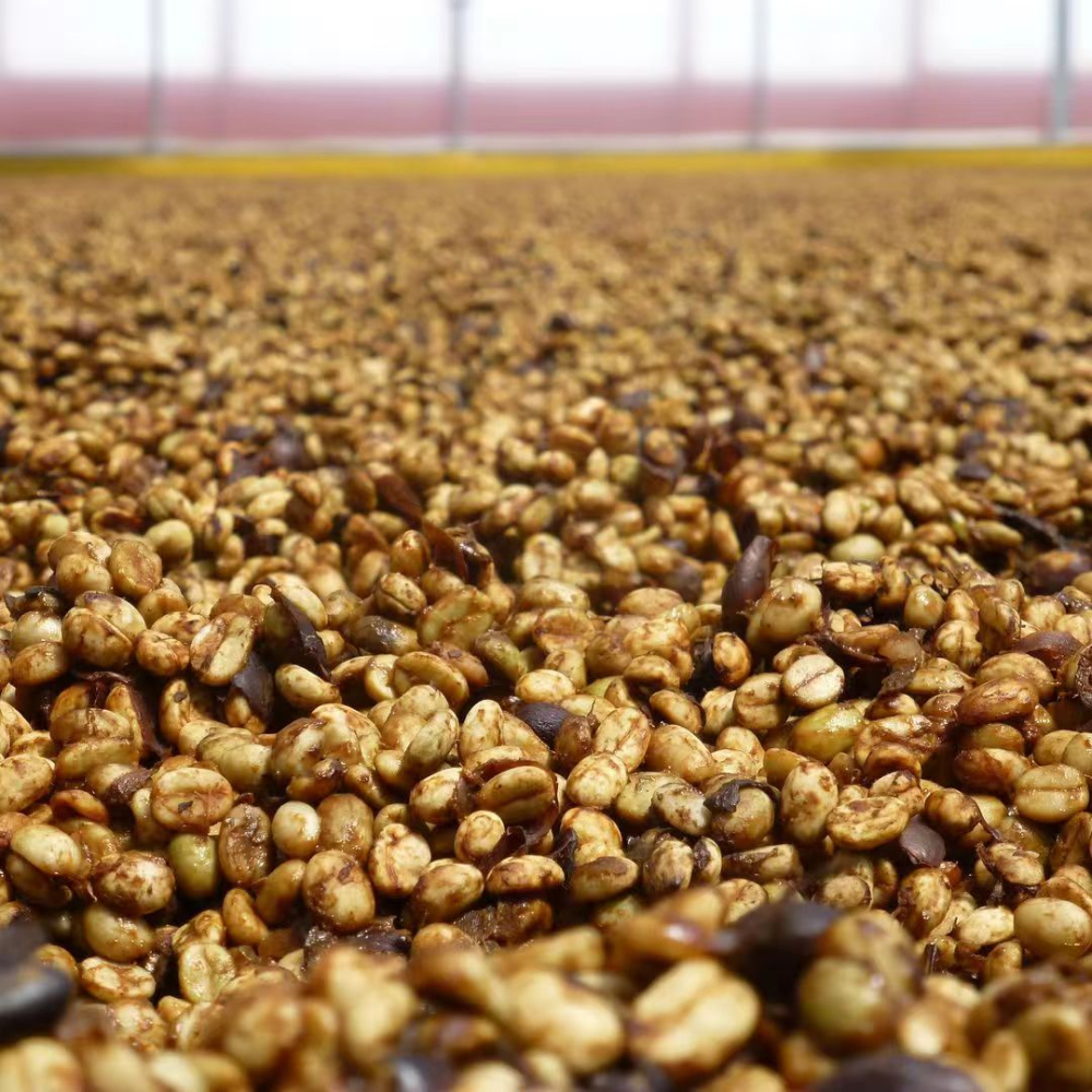 A Complete Guide to Costa Rica Honey Processing: Flavor Differences from Yellow Honey to Grape Honey and Processing Secrets