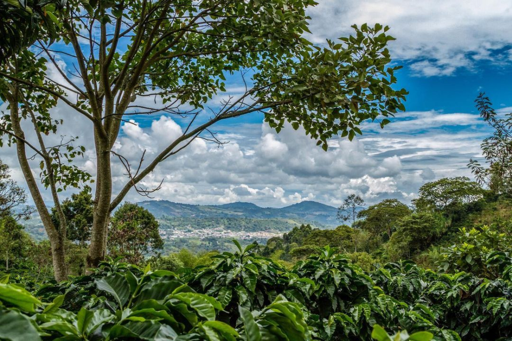 Analysis of Colombian Pink Bourbon Coffee Beans: A Complete Guide to Terroir Flavor, Processing Methods, and Pour Over Parameters