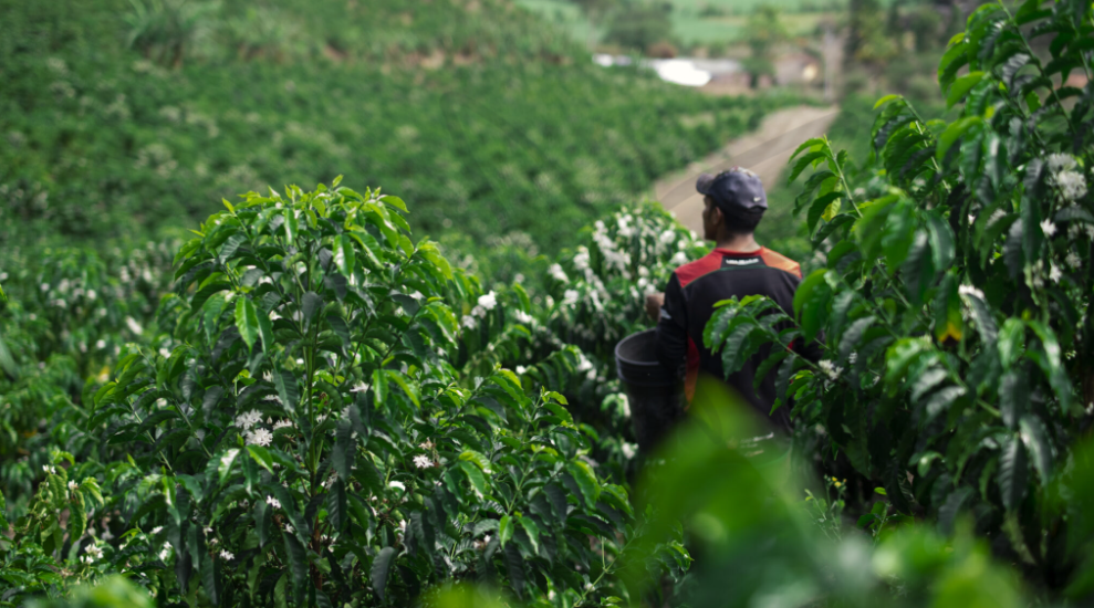A Comprehensive Guide to Ecuador’s Chimborazo Province Coffee Region & Recommended Farms