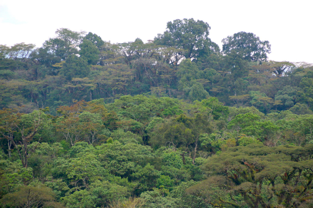 The Ultimate Guide to Ethiopian Coffee: Regions, Processing Methods, Grading, and Flavor Profiles
