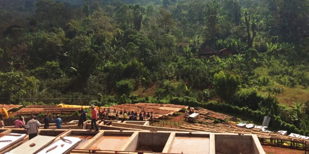 Flavor Profile and Optimal Pour Over Parameters for Ethiopian Guji G1 Natural Coffee Beans