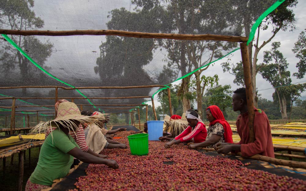 Front Street Coffee's Guide to Pour Over Yirgacheffe Coffee Beans: A Complete Breakdown of Aromas, Regional Characteristics, and Brewing Parameters