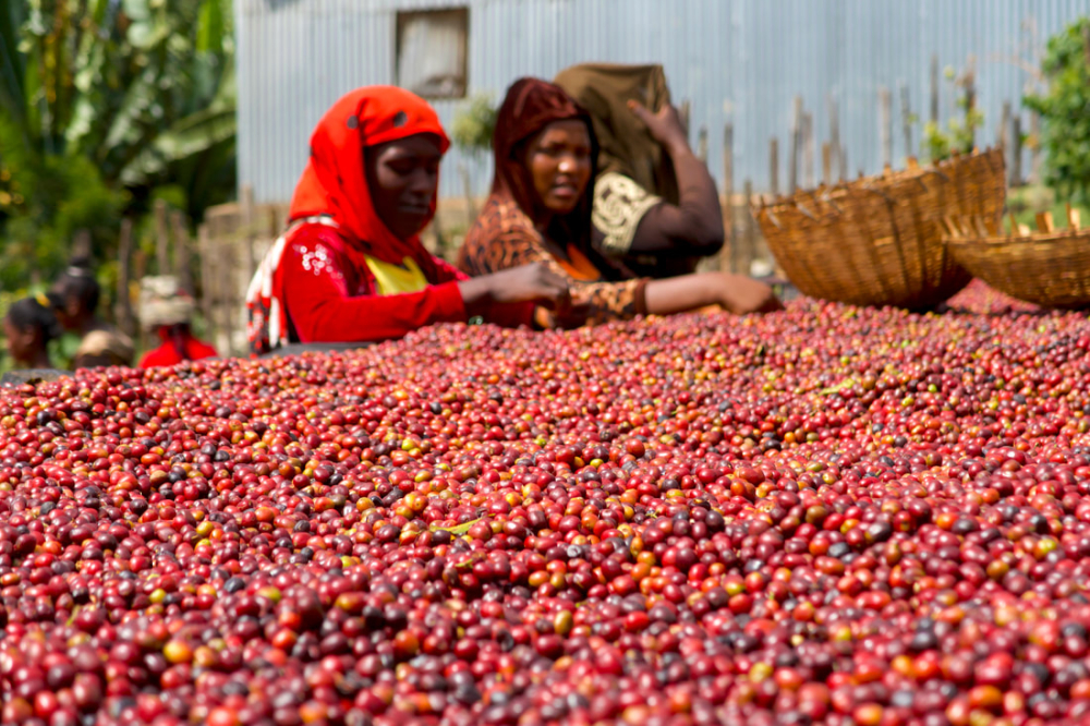 How to brew Ethiopian Yirgacheffe natural-process beans as pour over? A complete guide to flavor profile and extraction techniques