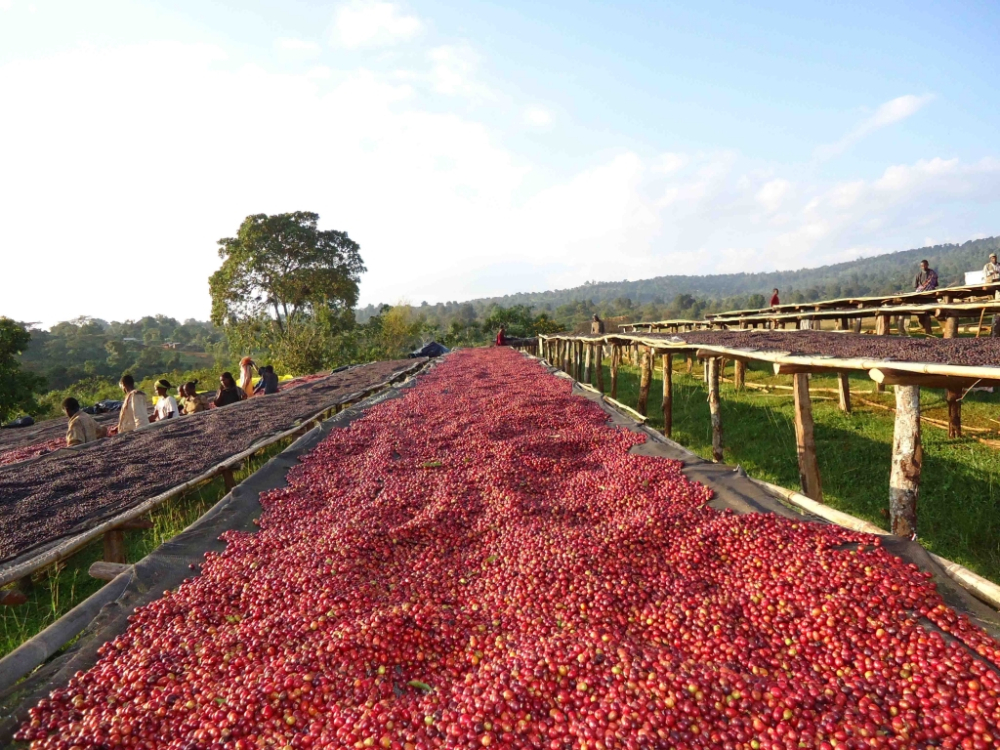 Analysis of Ethiopian Guji Hambela G1 Natural Coffee Beans: Flavor Profile of Hua Kui Coffee & Pour Over Brewing Suggestions