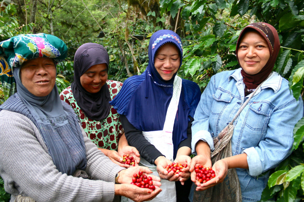 Unveiling Indonesia's Mandheling Coffee Origins: How the Wet-Hulled Process Shapes Its Unique Flavor Profile