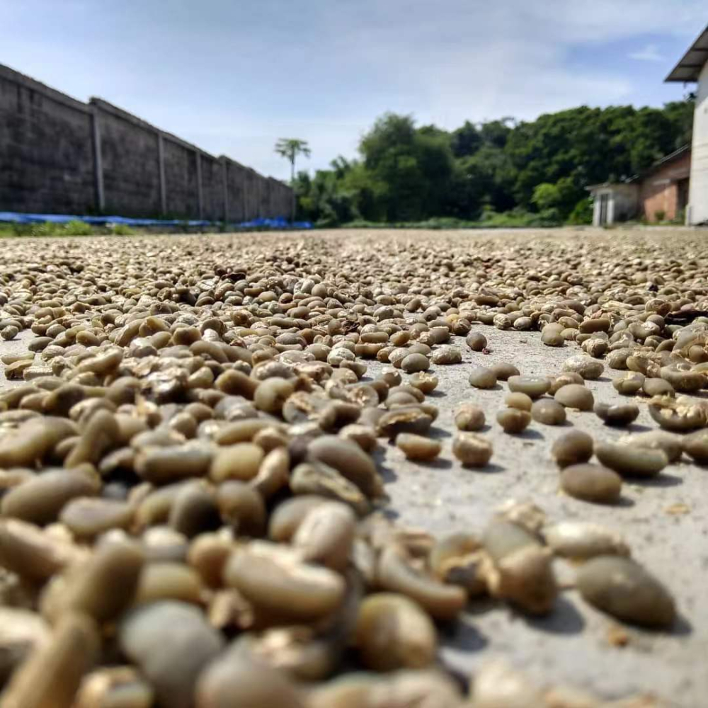 A Complete Guide to Indonesian Sumatra Mandheling: Wet-Hulled Process, Pour Over Parameters & Five Flavor Comparisons