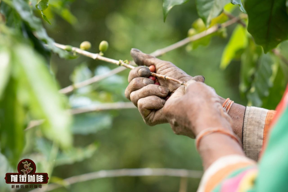 A Complete Guide to Yunnan Typica Coffee Beans: Regional Characteristics and Brewing Techniques for Pour Over and Espresso