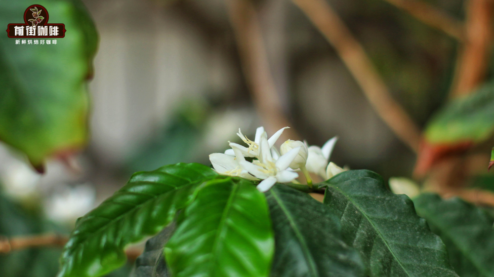 In-depth Analysis of Yunnan’s Three Major Coffee Regions: Flavors and Cultivation Guide for Pu’er, Baoshan, and Lincang