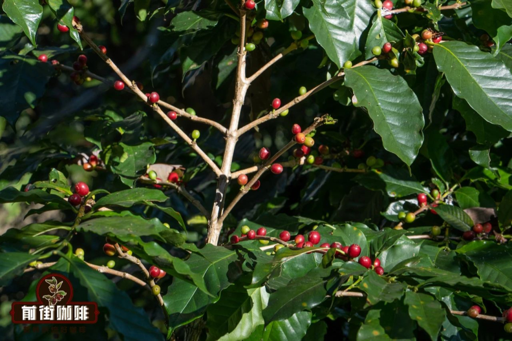 Yunnan Small-Bean Coffee Tasting Guide: A Comprehensive Analysis of Regional Characteristics, Processing Methods, and Pour Over Parameters