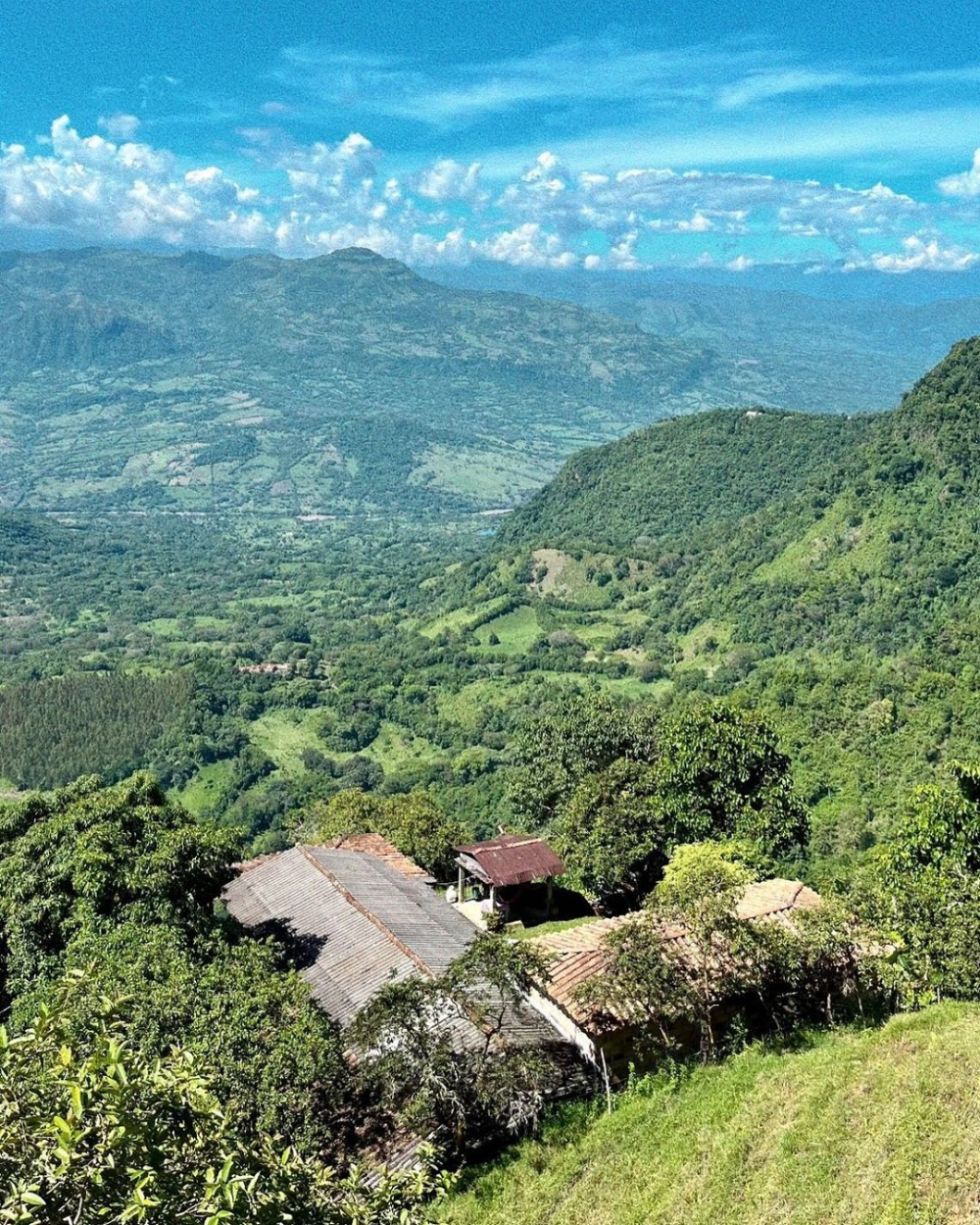 A Comprehensive Guide to Colombian Coffee Regions: Varieties, Processing Methods, and Pour Over Flavor Profiles