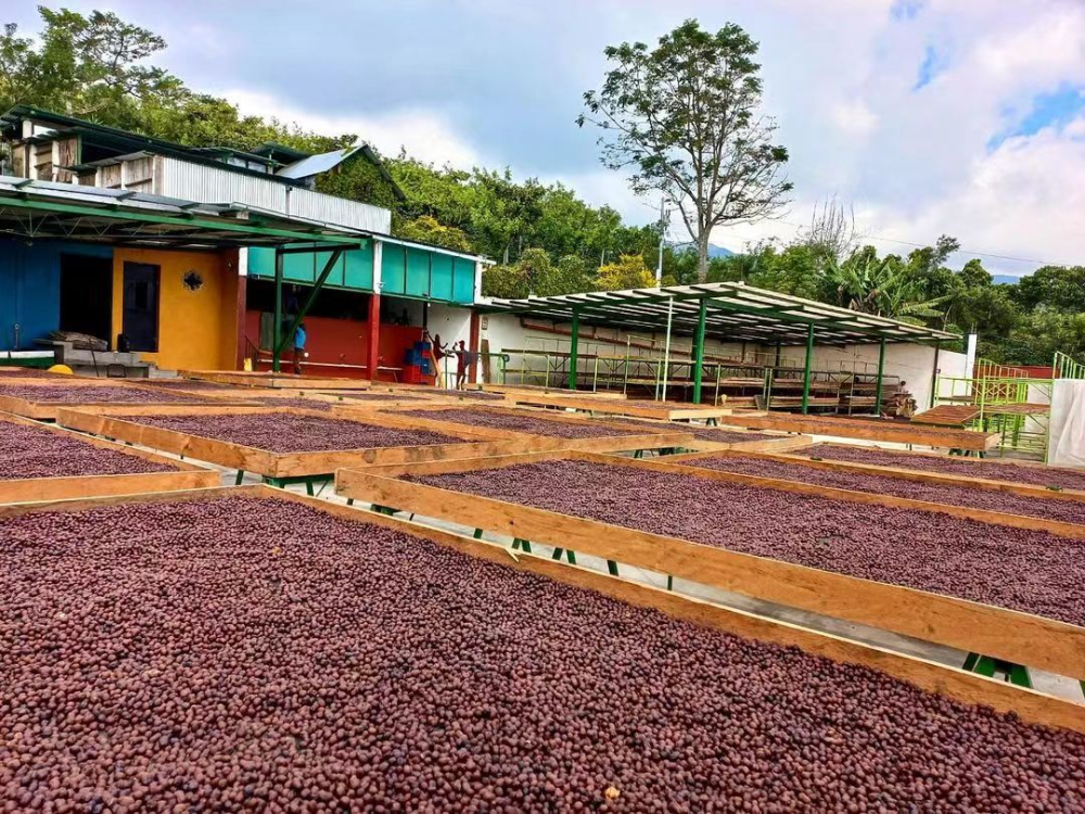 Analysis of the Differences Between Washed and Natural Yirgacheffe Beans | Coffee Bean Recommendations and Pour Over Parameters