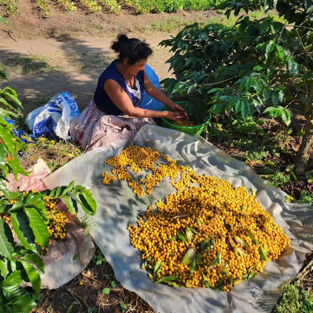 A Complete Guide to Brazilian Coffee Regions & Pulped Natural Process: Brewing Tips for Yellow Bourbon & Flavors of Three Premium Growing Areas