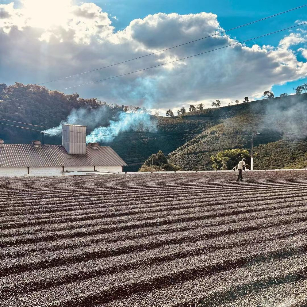 Brazilian Minas Gerais Semi-Washed Bourbon Beans: Flavor Profile & Brewing Guide, Essential for Coffee Beginners