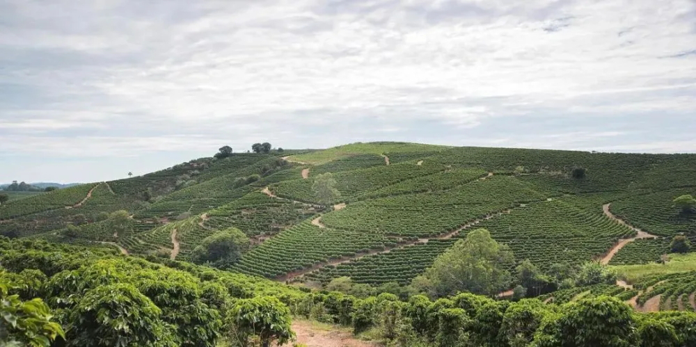 Why is Brazilian coffee both affordable and delicious? A comprehensive breakdown of regions, varieties, and processing methods