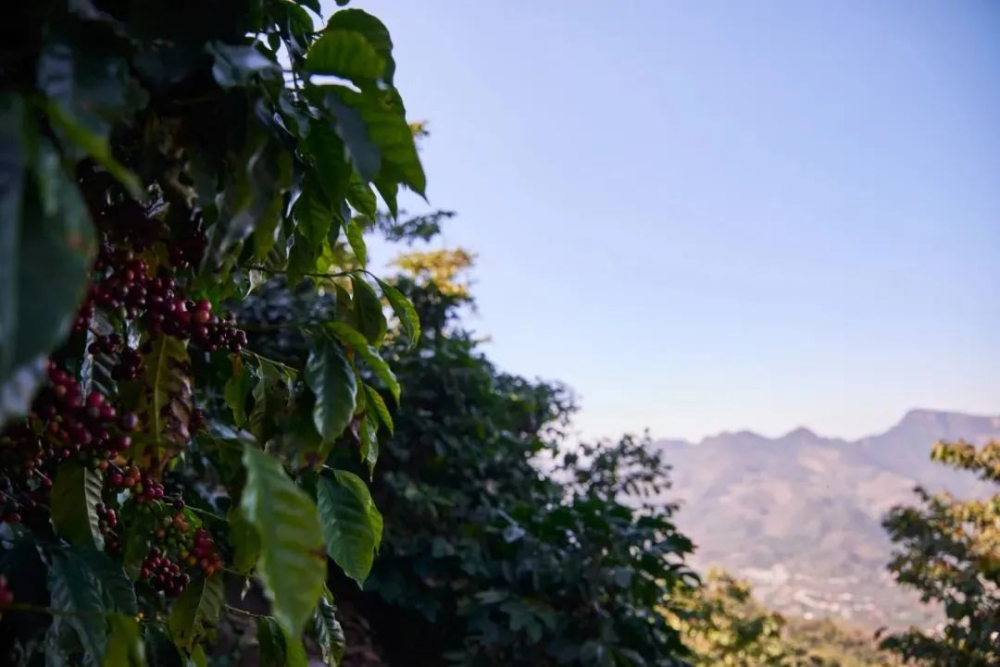 Flavor Analysis of Starbucks Pike Place Blend and Guatemalan Washed Beans | Coffee Bean Selection and Brewing Guide