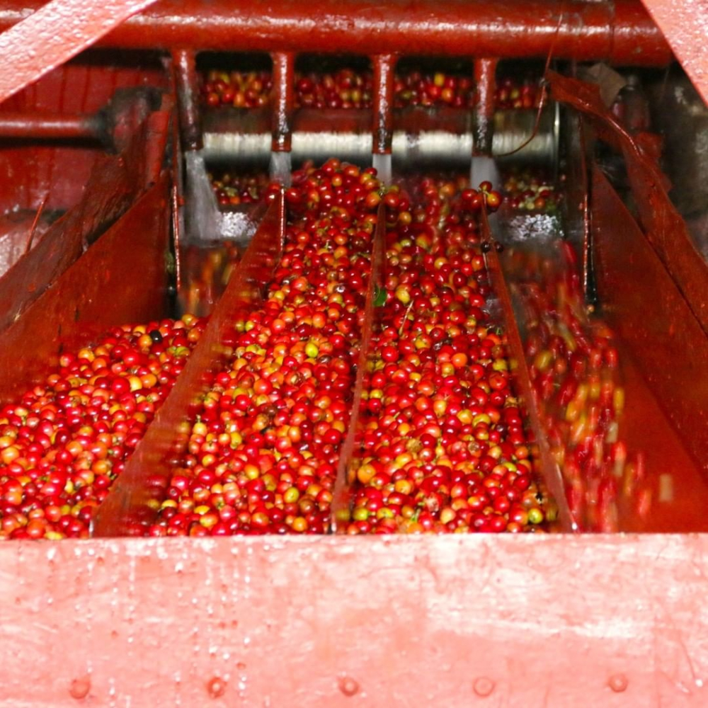 Flavor Analysis of Starbucks Pike Place Blend and Guatemalan Washed Beans | Coffee Bean Selection and Brewing Guide