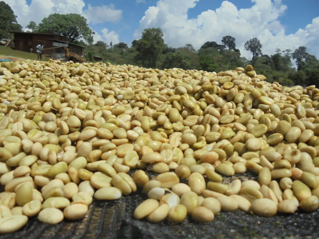 Flavor Analysis of Starbucks Pike Place Blend and Guatemalan Washed Beans | Coffee Bean Selection and Brewing Guide