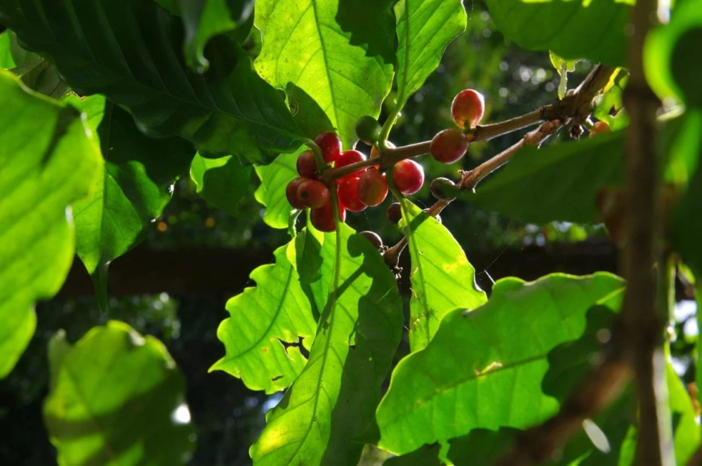 Flavor Profiles and Pour Over Parameters for Seven Major Latin American Coffee Regions