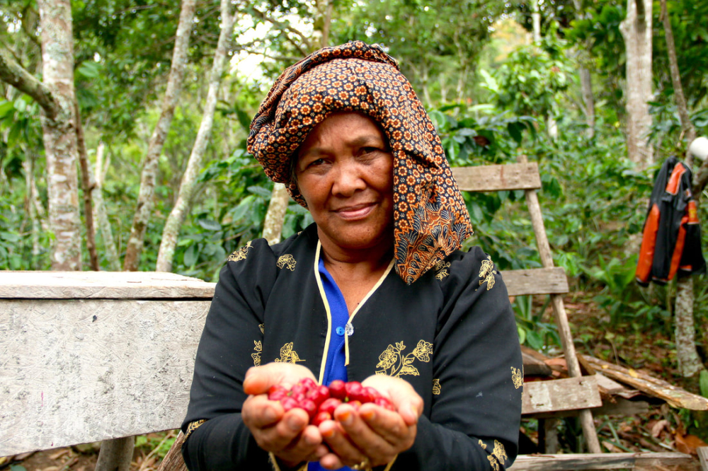 Complete Guide to Indonesian Mandheling Coffee: Origins, Grading, Flavor Profiles, Processing Methods & Brewing Recommendations