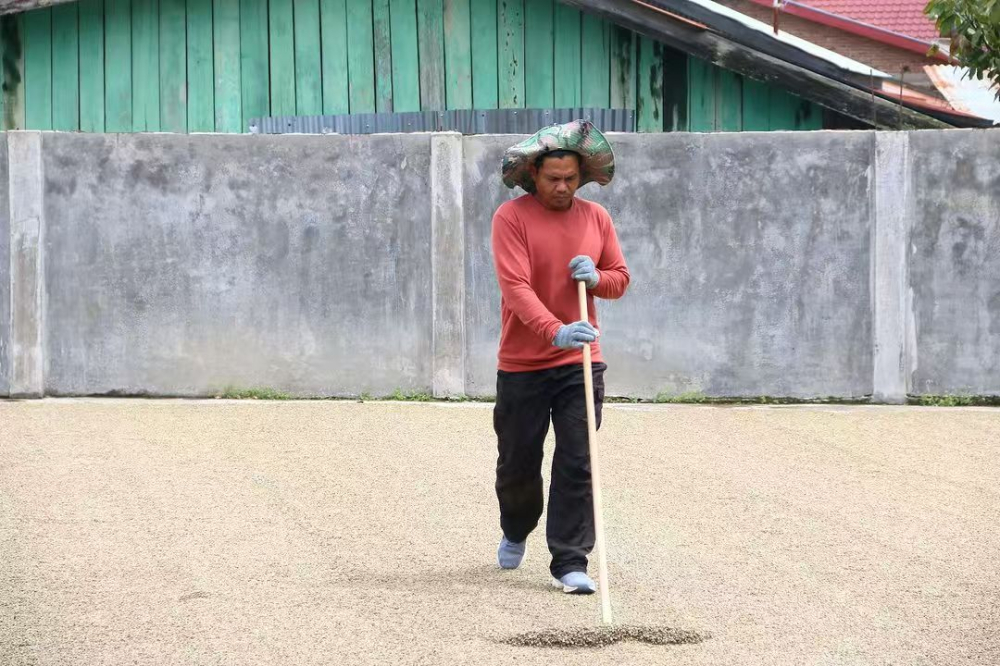 A Complete Guide to Sumatra Mandheling: Flavor Profiles, Wet-Hulling Characteristics, and Pour Over Parameters