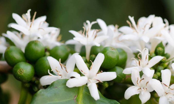 A Comprehensive Guide to Coffee Varieties: From Typica to Geisha, Exploring Flavor Profiles and Pour Over Parameters