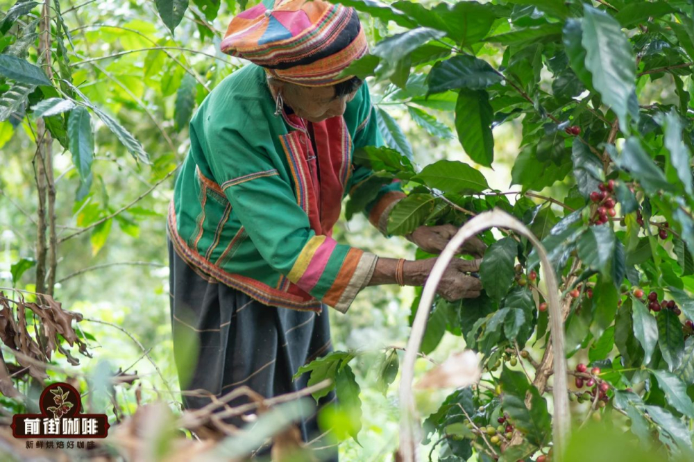 A Complete Guide to Yunnan Pu'er Small-Bean Coffee: Cultivation, Processing, Flavors, and Brewing Techniques