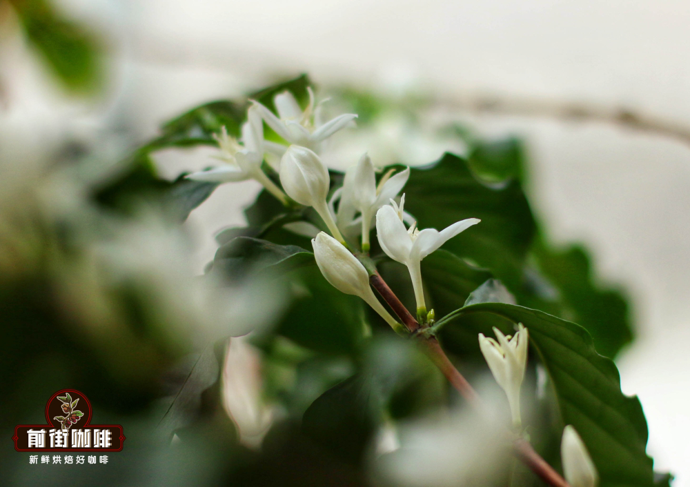 A Complete Guide to Yunnan Coffee Growing Regions: Varieties, Processing Methods, and Flavor Profiles of the Four Core Areas
