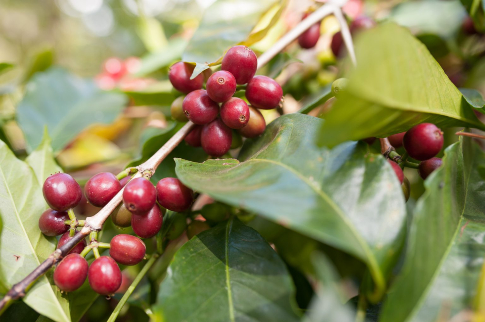 A Comprehensive Guide to Coffee Bean Varieties: Flavor Comparison and Characteristics of Arabica, Robusta, Liberica, and Blends