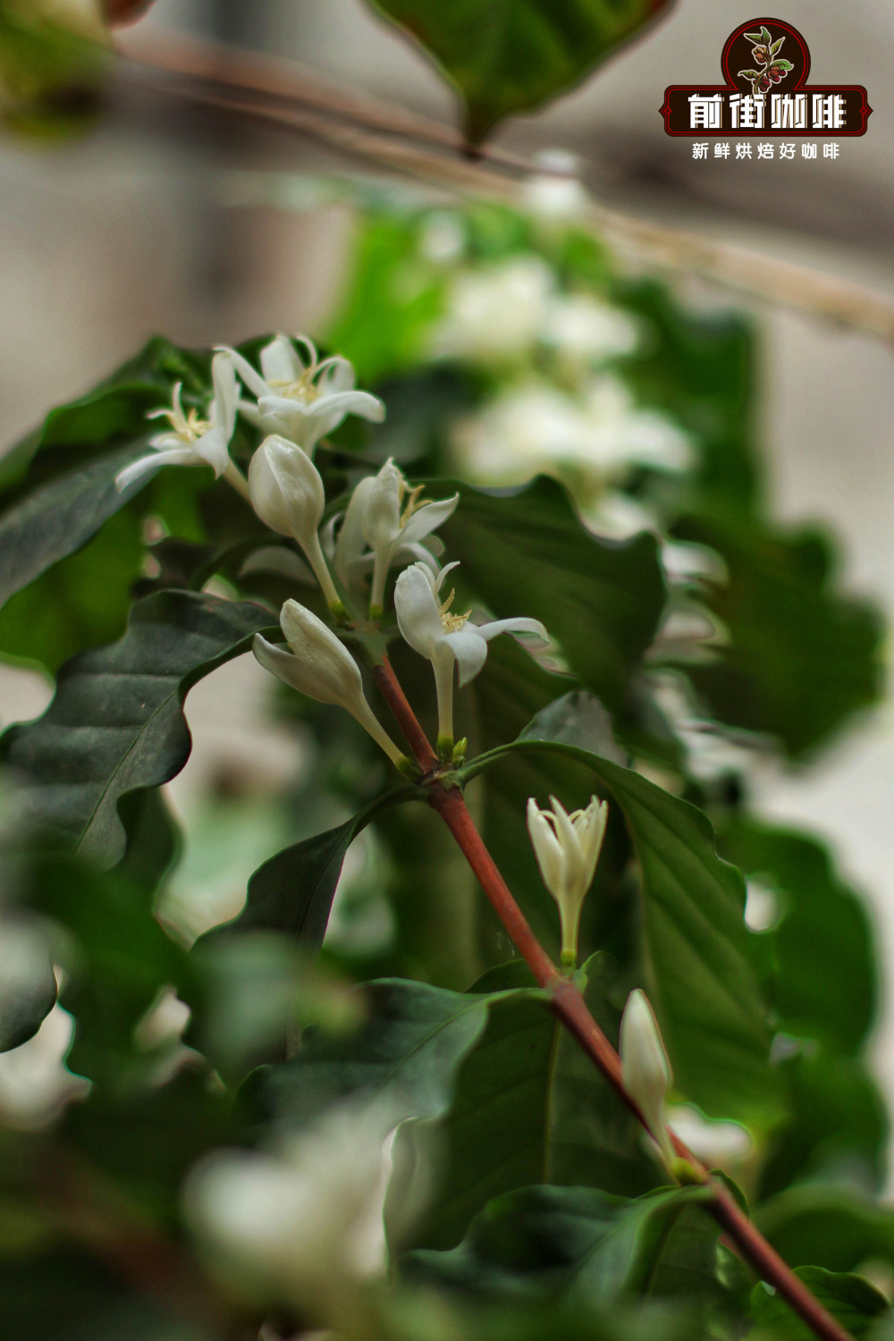 A Complete Guide to Yunnan Small Bean Coffee Varieties: From Catimor to Typica — Taste & Brewing in One Go