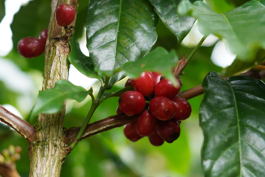 Unveiling the Flavors of Yunnan Catimor and Typica: A Comprehensive Guide to Growing Regions, Processing Methods, and Pour Over Parameters