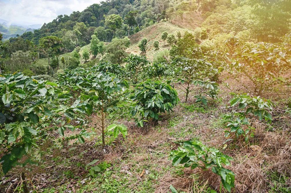 Unveiling the Flavors of Yunnan Catimor and Typica: A Comprehensive Guide to Growing Regions, Processing Methods, and Pour Over Parameters