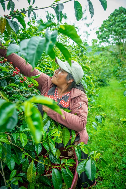Yunnan Gesha Planting Status and Flavor Analysis: A Variety Exploration from Panama to Baoshan